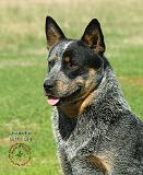 Australian Cattle Dog 9F061D-05